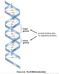 <p>DNA forming a right-handed helix. </p><p>1) Makes turn every 3.4 nm and ~10 bases</p><p>2) Turns create major and minor grooves and are sites of protein binding.</p>
