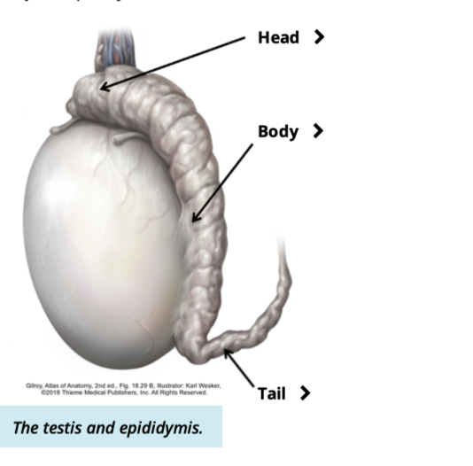 <ul><li><p>first portion of the duct system</p></li><li><p>lies on the superior + posterior border of each testes </p></li></ul><p></p>