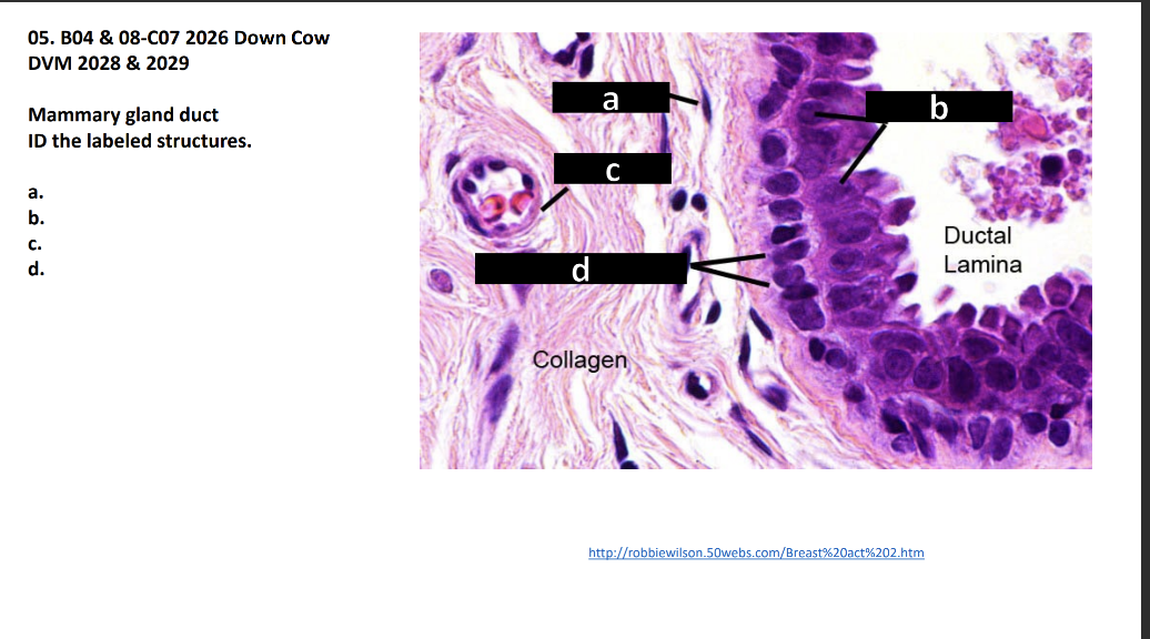 <p>Mammary gland duct</p><p>ID the labeled structures.</p><p>a.</p><p>b.</p><p>c.</p><p>d</p>
