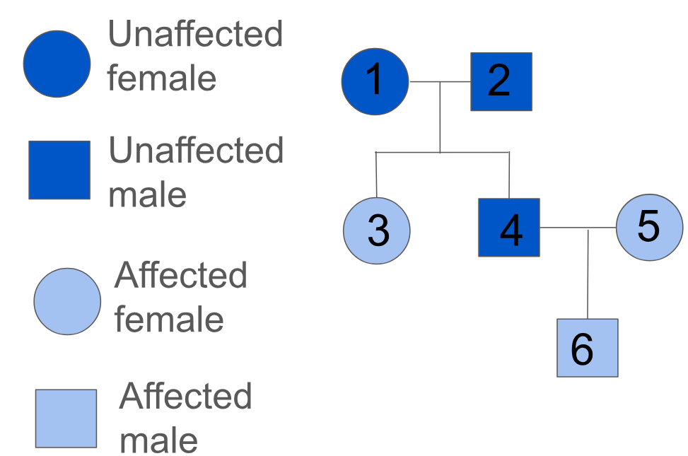 <p>Can be used to trace the pattern of inheritance of a specific trait through generations of a family. They can provide information, such as:</p><ul><li><p>whether a trait is caused by a dominant or recessive allele</p></li><li><p>whether a trait is more likely to be inherited by males or females</p></li><li><p>the genotype of individuals in the family</p></li><li><p>the probability that an individual in the family will inherit a trait </p></li></ul><p></p>