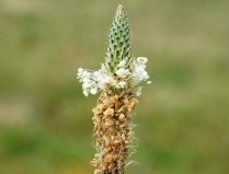 <p>Identify the weed</p>
