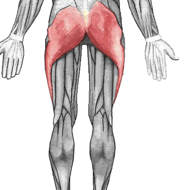 <p>Extends hip. Laterally rotates hip.</p>