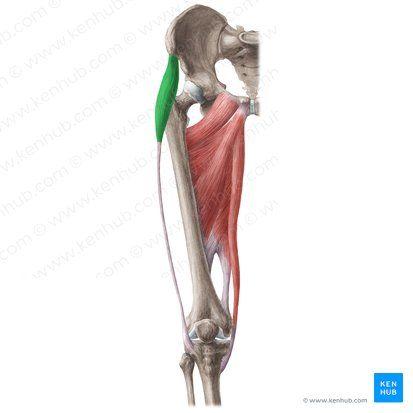 <p>ilio-tibial band tract of thigh about 1/4-1/3 of the way down between the hip and knee </p>