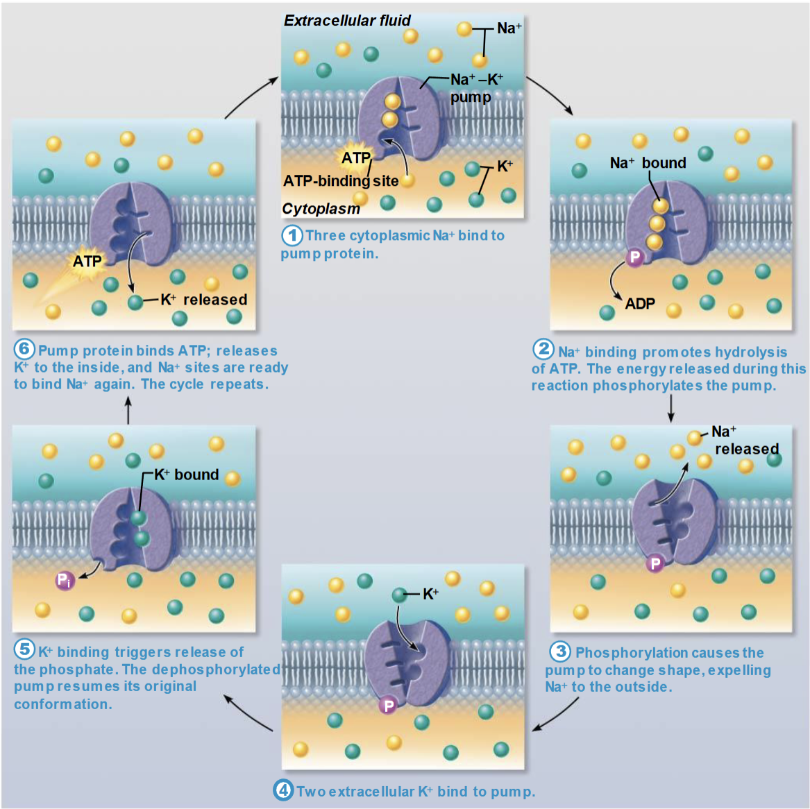 <p>1. <strong>3 Na⁺ bind inside</strong> </p><ul><li><p>Pump opens to the cell</p></li><li><p>3 sodium ions attach</p></li></ul><p> </p><p> 2. <strong>ATP is used → ADP + Pi</strong> </p><ul><li><p>ATP is broken down</p></li><li><p>This releases energy</p></li></ul><p> </p><p> 3. <strong>Na⁺ released outside</strong> </p><ul><li><p>Pump changes shape</p></li><li><p>3 Na⁺ are pushed out</p></li></ul><p> </p><p> 4. <strong>2 K⁺ bind outside</strong> </p><ul><li><p>2 potassium ions attach</p></li></ul><p> </p><p> 5. <strong>Pump returns to shape</strong> </p><ul><li><p>Phosphate (Pi) leaves</p></li><li><p>Pump resets</p></li></ul><p> </p><p> 6. <strong>K⁺ released inside</strong> </p><ul><li><p>2 K⁺ enter the cell</p></li></ul><p></p>