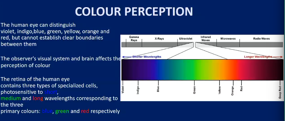 <ul><li><p>three types of specialised cells that are photosensitive to long, medium and short wavelengths corresponding to red, green and blue respectively </p></li></ul><p></p>