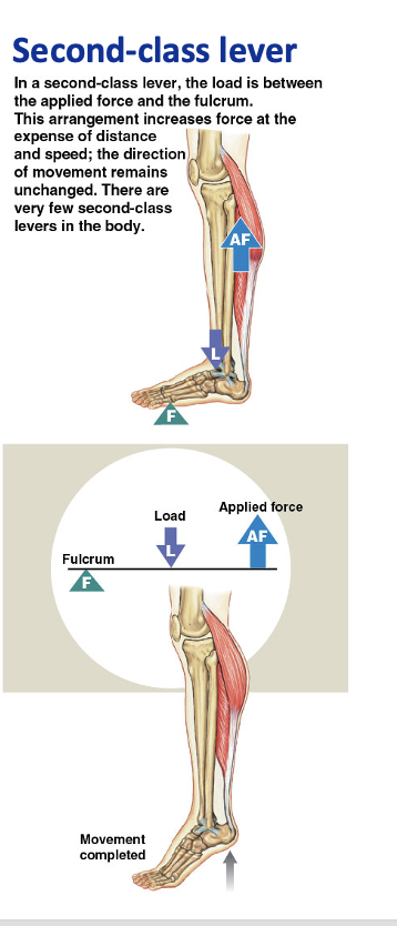 <p>load is in the middle [standing on tip toes]</p>