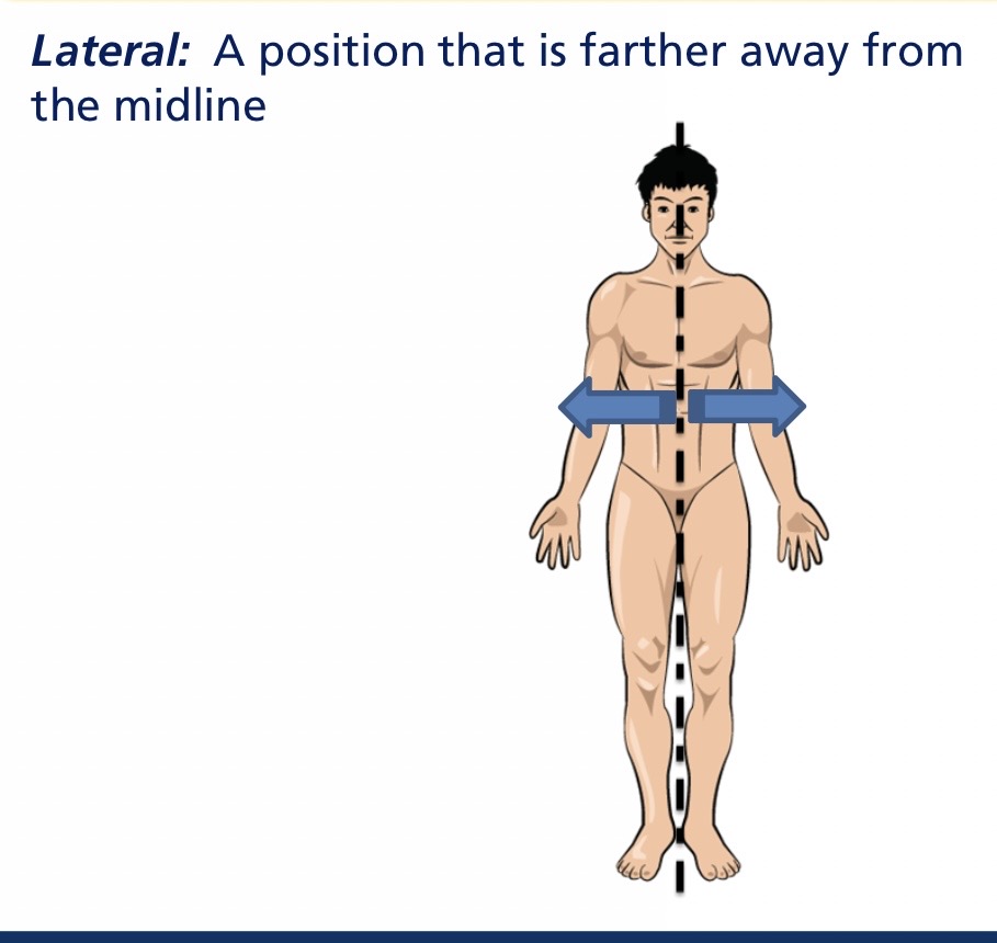 <p>Lateral</p>