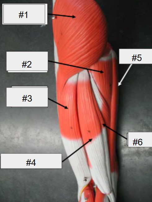 <p>What is #2? (Thigh, posterior view)</p>