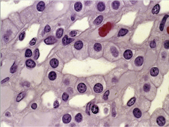 <p>What does this image show?</p>