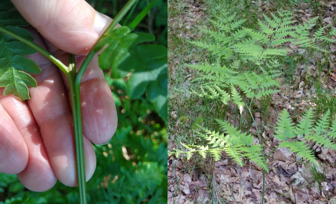 <p><em>Pteridium aquilinum</em></p>