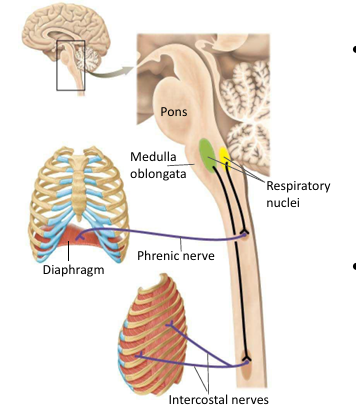 nuclei in the brainstem, integrate sensory information, determine rate and depth of breathing