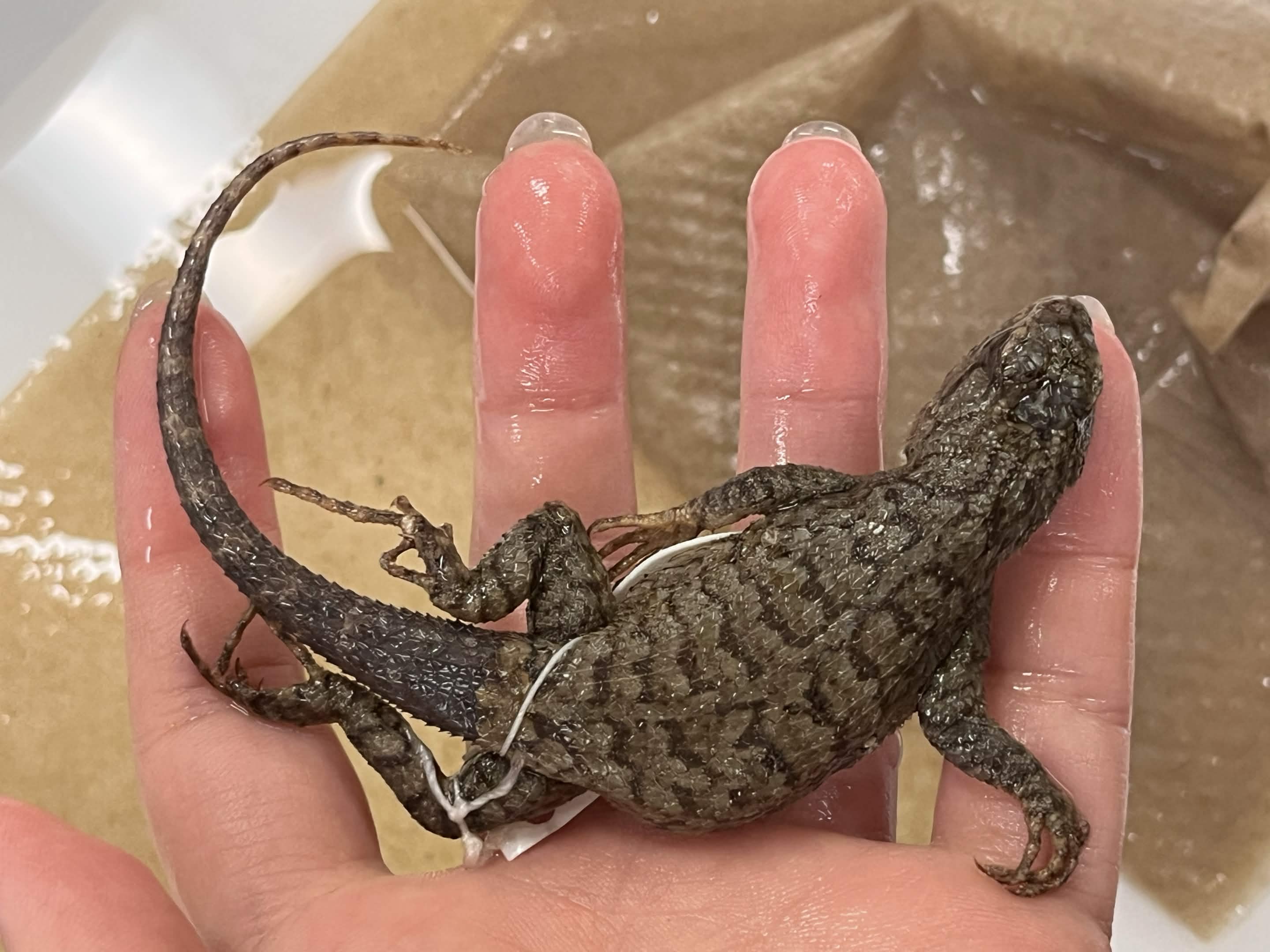 <p>Family + Species?</p><ul><li><p><strong>speckled back</strong></p></li><li><p>no shoulder pad</p></li><li><p><strong>blue belly</strong></p></li><li><p>Larger scales</p></li></ul><p></p>