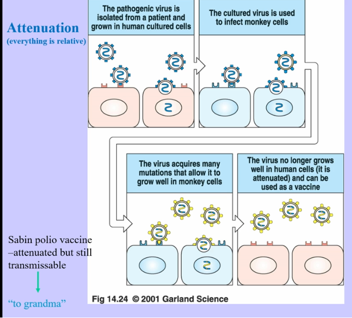 <ul><li><p>attenuation → altering organism to lower its virulence, but maintain structure and characteristics that induce immune responses</p><ul><li><p>if altered too far, the organism is unable to cause disease</p></li><li><p>if altered too little, organism can mutate back, giving a very virulent pathogen</p></li></ul></li></ul><p></p>