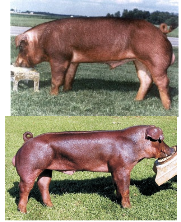 <ul><li><p>origin: eastern US</p></li><li><p>a wide variety of red colors</p></li><li><p>droppy ears + dished face</p></li><li><p>efficient growth rate</p></li><li><p>excelent carcass quality</p></li></ul><p></p>