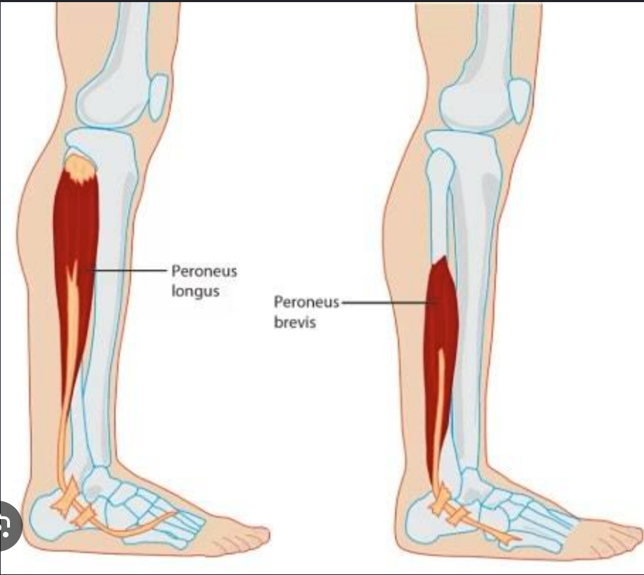 <p>Fibularis (peroneus) longus</p><p>Fibularis (peroneus) Brevis</p><p></p>