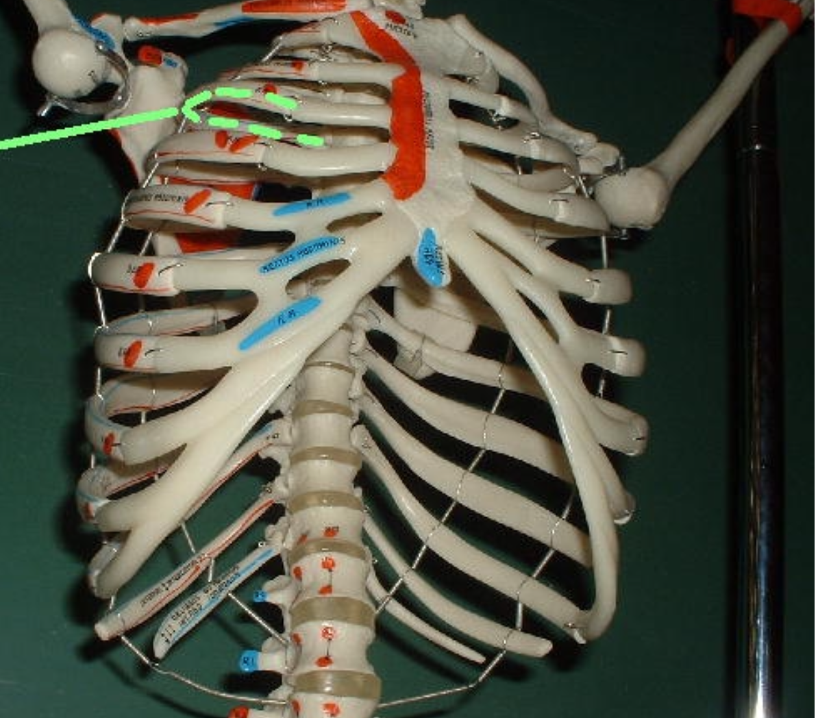 <p>ribs 1-7</p>