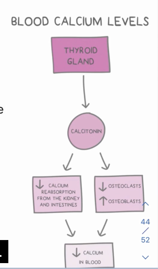 <p>Decreases blood calcium levels upon release from the parafollicular thyroid cells (C cells) </p><p>Stimulates osteoblast use of calcium to generate new bone, inhibits osteoclasts from freeing calcium by breaking down bone, decreases calcium reabsorption in the kidneys and intestines </p>