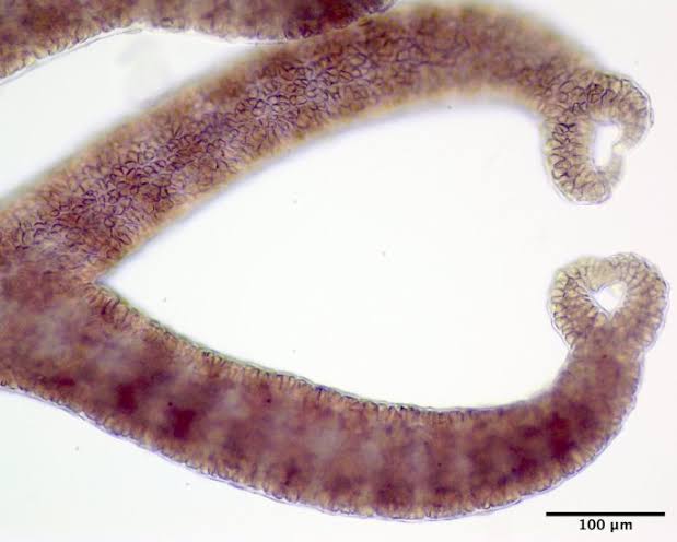 <p>Ceramium virgatum </p>