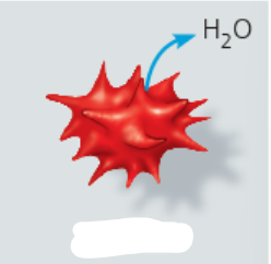 <p>animal cell in hypertonic solution</p>