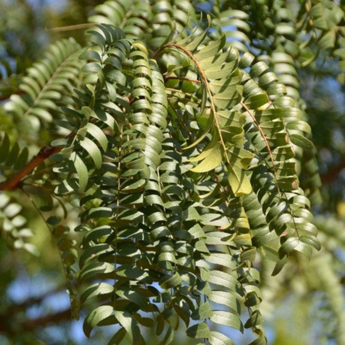 <p>Pistacia chinesis, Thornless honeylocust, anacardiaceae</p>