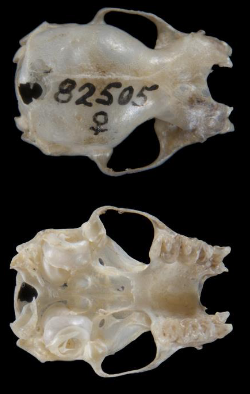 <p>Lasiurus borealis</p>