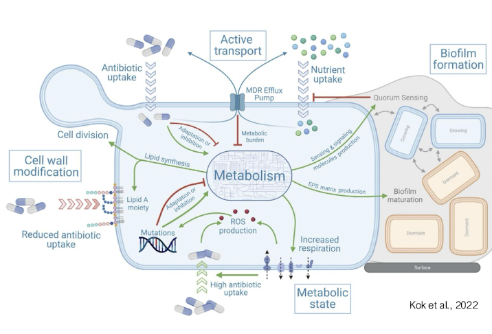 <p><strong>• Identification of metabolic pathways that</strong> <span style="color: red;">may enable resistance or resilience <u>under antimicrobial pressure.</u></span></p><p>• C<strong>omplements gene-level data by</strong><span style="color: green;"><strong> linking metabolic function </strong></span><strong>with resistance phenotypes</strong></p>