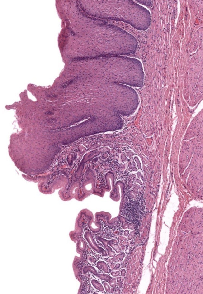 <p>Identify the Structure</p>