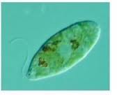 <p>are subdivided into four groups:</p><p>*mastigophora-the flagellates, motile by flagella </p><p>*Sarcodina- the amoebas, motile by pseudopods</p><p>*Ciliophora- the ciliates, motile by cilia</p><p>*Ampicomplexa- motility not well developed: produce unique reproductive structures</p>