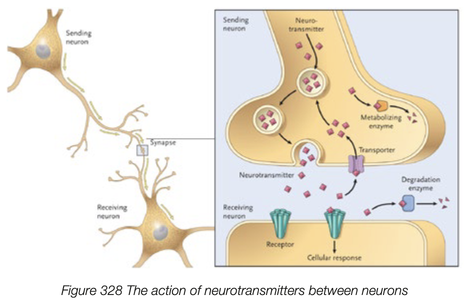 <ul><li><p>synapse - junction between neurons or between neuron and receptor/effector </p></li><li><p>The end of the axon is found close to the membrane of dendrite or the cell body of the next neuron </p></li><li><p>An electrical message cant cross the synaptic cleft (gap between neurons)</p></li><li><p>nerve impulse causes release of chemical transmitter substance into synaptic cleft  called neurotransmitter - diffuses across space, binds to receptors on receiving membrane </p></li><li><p>activates ion channels in the membrane, leading to nervous impulses being transmitted further </p></li><li><p>neurotransmitter can be broken down and deactivated by enzymes </p></li></ul><p></p>