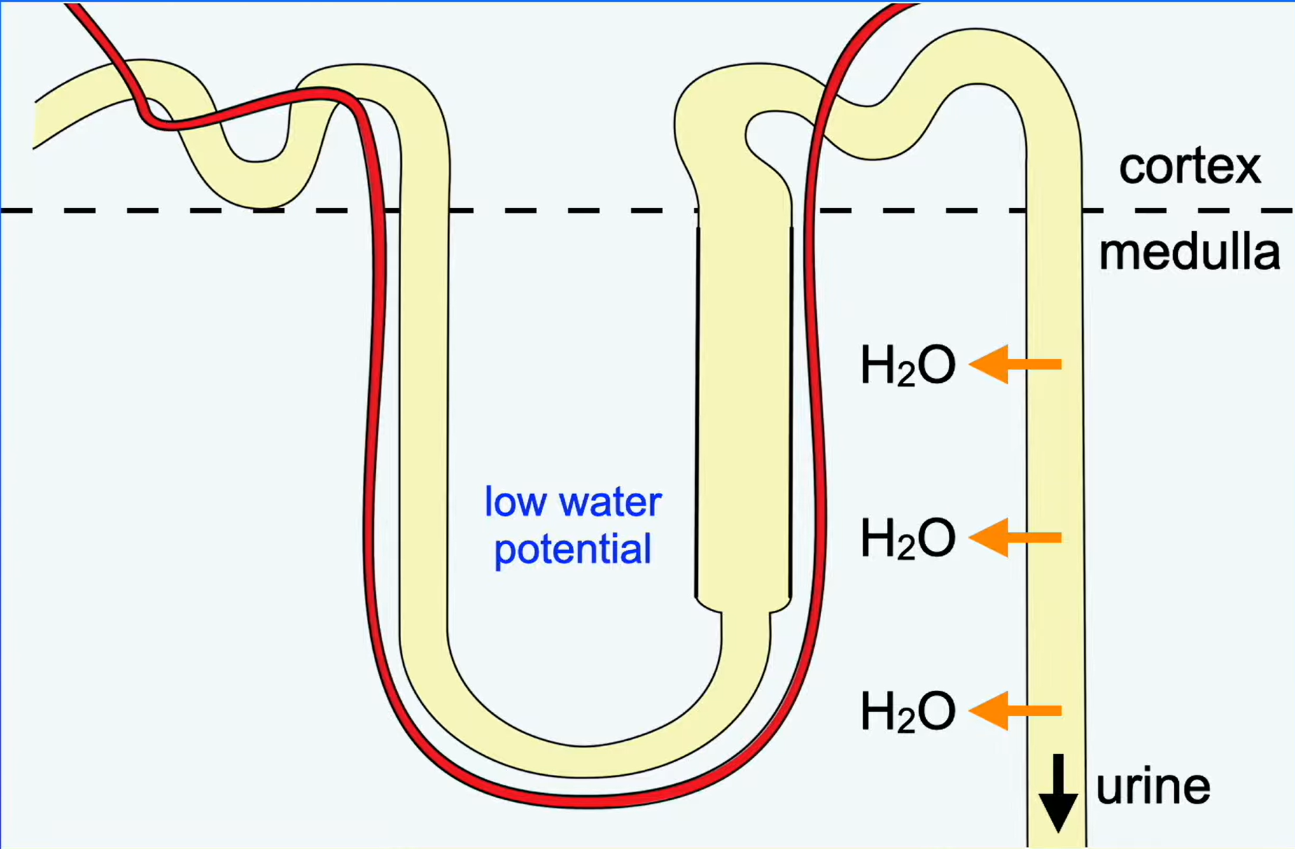 <p>Concentrate the urine by lowering the water potential in the medulla:</p><ul><li><p>makes the medulla a ‘salt bath’ using a counter-current multiplier</p><ul><li><p>fluid is moving in opposite directions in the limbs & the efficiency of ion transfer out of fluid in the ascending limb is amplified by the transfer of water out of the fluid in the descending limb</p></li></ul></li></ul><ul><li><p>as the fluid moves down the collecting duct, water moves from the fluid into the medulla by osmosis, which is then reabsorbed back into the blood</p></li></ul><p></p>