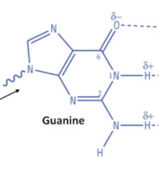 <p>guanine</p><p>purine</p>