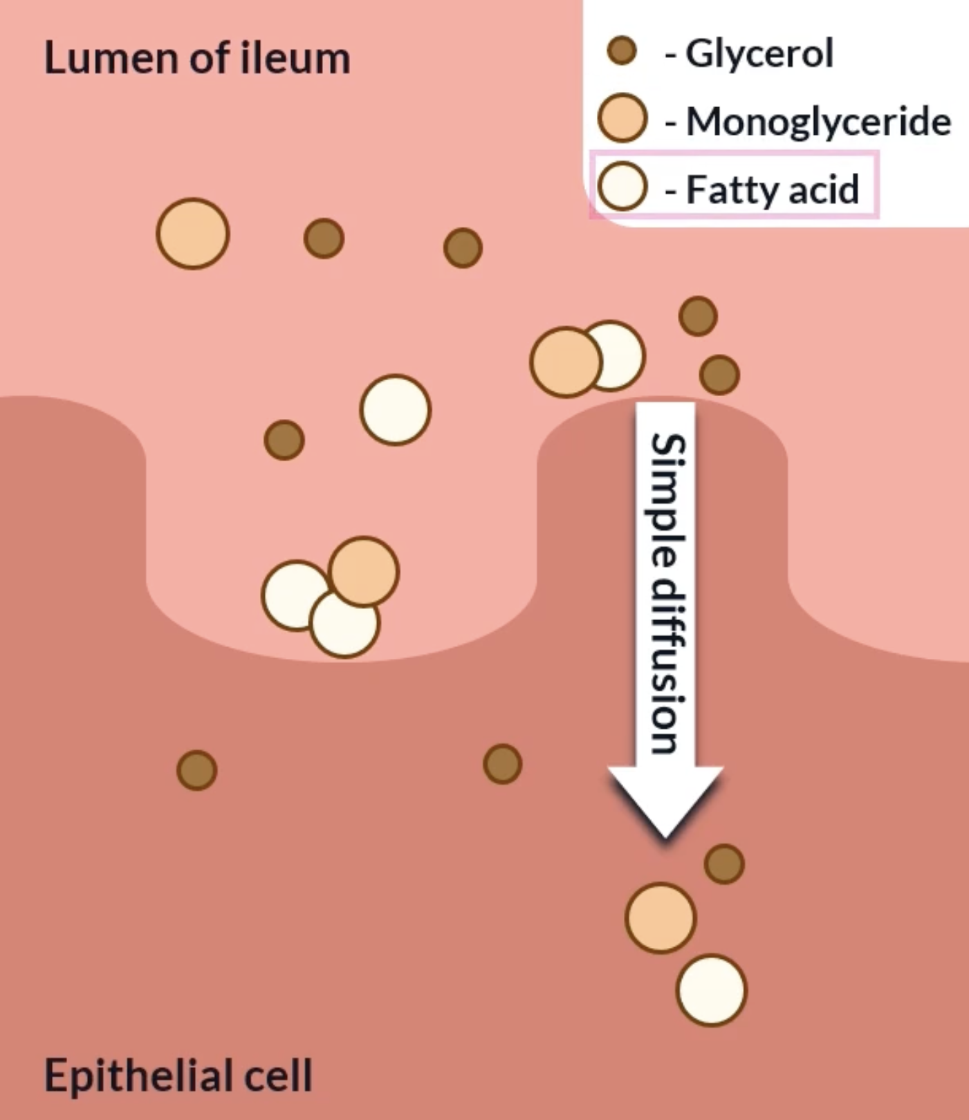 <p>-make the fatty acids and monoglycerides more soluble in water to be able to transport them into the epithelial</p><p>glycerol is small and polar so it is soluble in water. can easily move through the cytoplasm. because of its small size it can simply diffuse into the epithelial cells</p><p>fatty acids and monoglycerides are larger and have non polar regions so theyre are not soluble in water. therefore they are unable to easily move through the lumen to the epithelial cells. bile salts and phospholipids surround them to form micelles, micelles have a polar outer shell making them soluble in water. therefore they can move through the lumen easily. theyre released when they reach the epithelial cells where they simply diffuse in the epithelial cells (bc theyre hydrophobic and non polar)</p>
