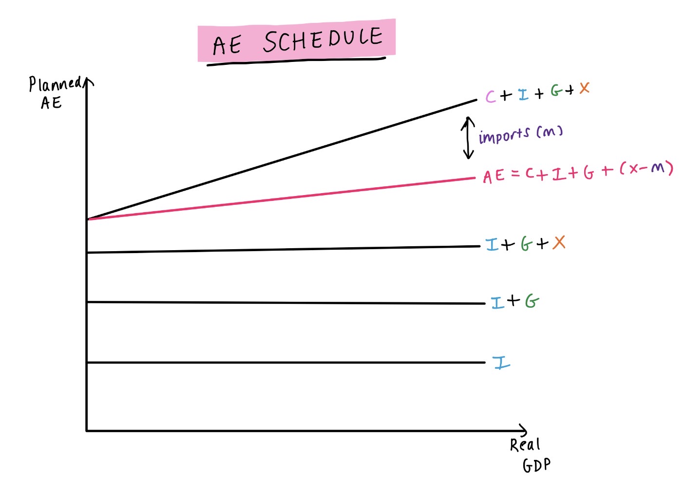 <p><strong>Aggregate expenditure schedule</strong> = shows relationship between planned AE and real GDP</p><p></p><p><u>Assumptions:</u></p><p>> Prices sticky (fixed)</p><p>><strong> Autonomous expenditure (fixed bc independent on GDP):</strong></p><ul><li><p>Consumption</p></li><li><p>Investment</p></li><li><p>Gov. spending</p></li><li><p>Exports</p></li></ul><p></p><p>> <strong>Induced expenditure (change bc depend on GDP):</strong></p><ul><li><p>Consumption</p></li><li><p>Imports (MPI)</p></li></ul><p></p>