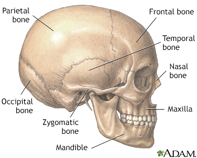 <p>flat bones</p>