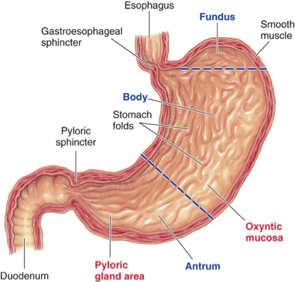 <p><span>the first part of the small intestine, where it connects to the stomach</span></p>