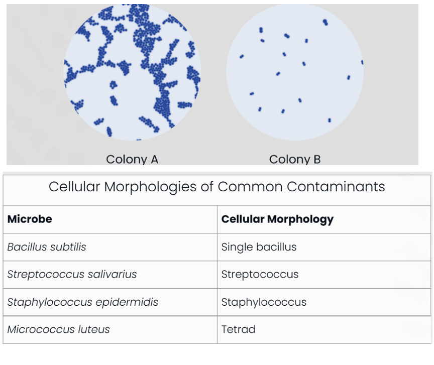 <p>Smear preparations and simple stains are performed on both the Colony A and Colony B isolates from the blood agar plate. The cell morphology of Colony B is similar to the organism observed in the CSF sample. However, the cell morphology of Colony A differs, indicating that it is not the same species as Colony B. Based on the cell morphology listed in the table, Colony A is most likely which organism?</p>