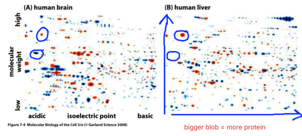 <p>How to read</p><ul><li><p>y-axis = molecular weight</p></li><li><p>x-axis = isoelectric point (pH)</p></li><li><p>splotches = proteins</p></li><li><p>bigger blob = more protein </p></li></ul><p>not normally colour coded</p><ul><li><p>red = common proteins (both has)</p></li><li><p>blue = unique proteins</p></li><li><p>diff cells can have same protein at different amounts</p></li><li><p>or diff proteins</p></li></ul><p></p>