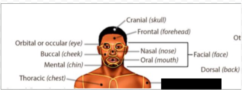 <p>what anatomical region is this?</p>