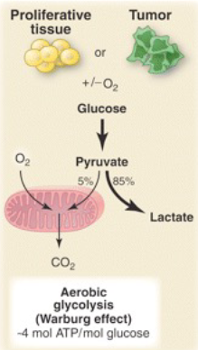 <p>Metabolism of cancer cells is adapted to facilitate the uptake and incorporation of nutrients into the biomass (e.g., nucleotides, amino acids, and lipids) needed to produce a new cell → strongly favours glycolysis over oxidative phosphorylation → lactate production</p>