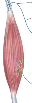 <p>Transmit information about tension to the spinal chord via 1b sensory neurons.</p>