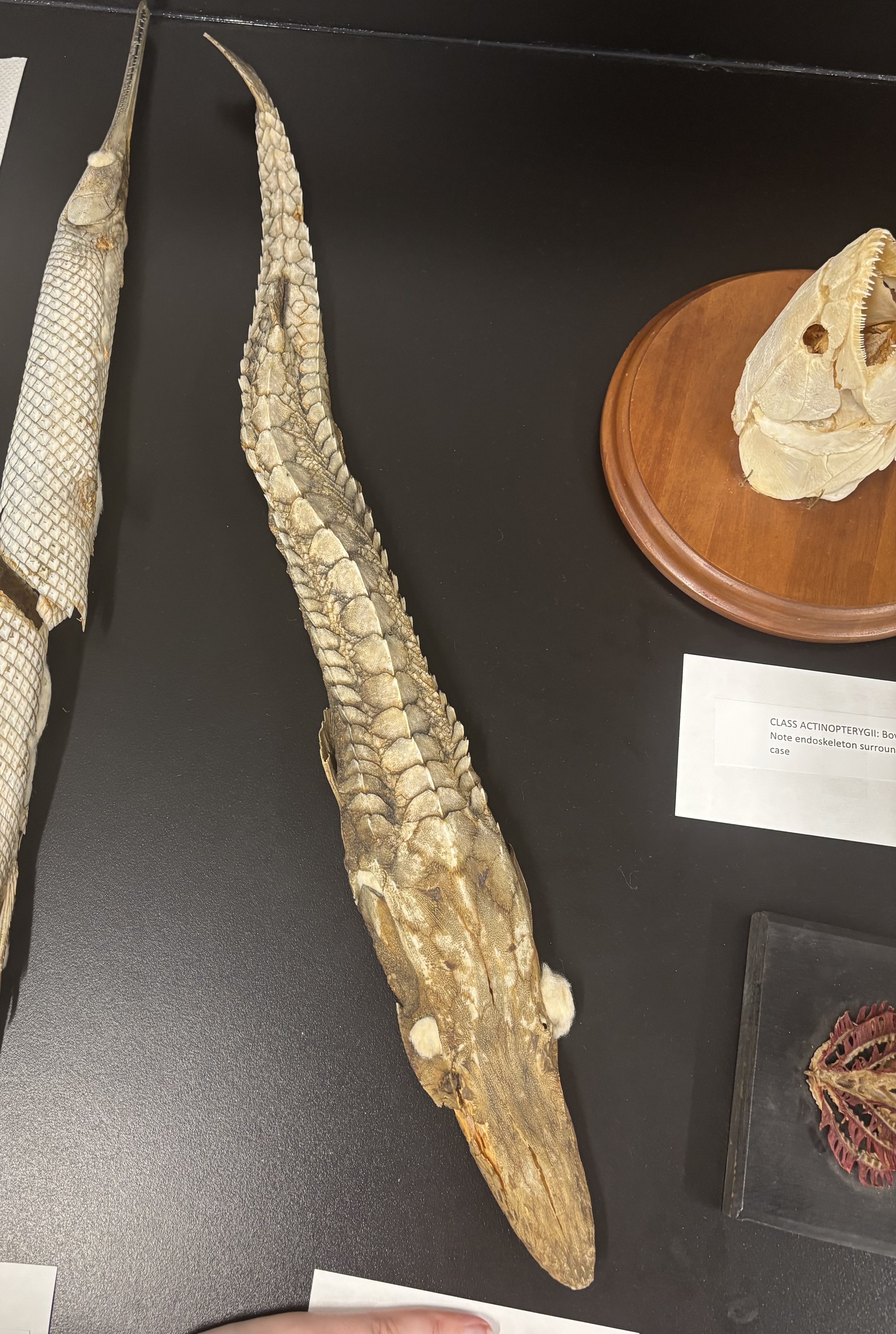 <p>What is this (phylum, subphylum, superclass, class, common name)?</p>