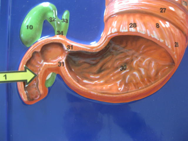 <p>Identify 1?</p><p>Lab Image 7-15</p>