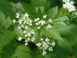 <p><span>Osmorhiza claytoni</span></p>