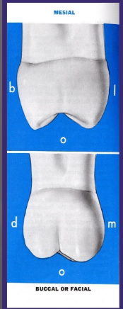 <p>Crown: </p><p>Shorter C - O (cervicoocclusally) </p><p>Narrower M- D</p><p>Distobuccal cusp smaller compared to first molars</p>