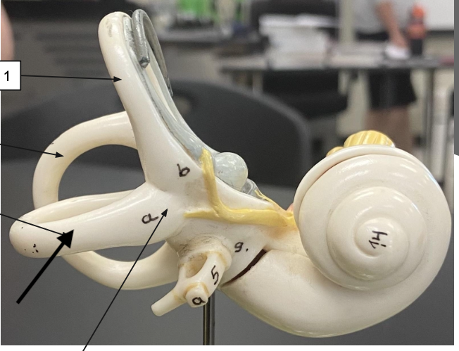 <p>ID the structure</p>