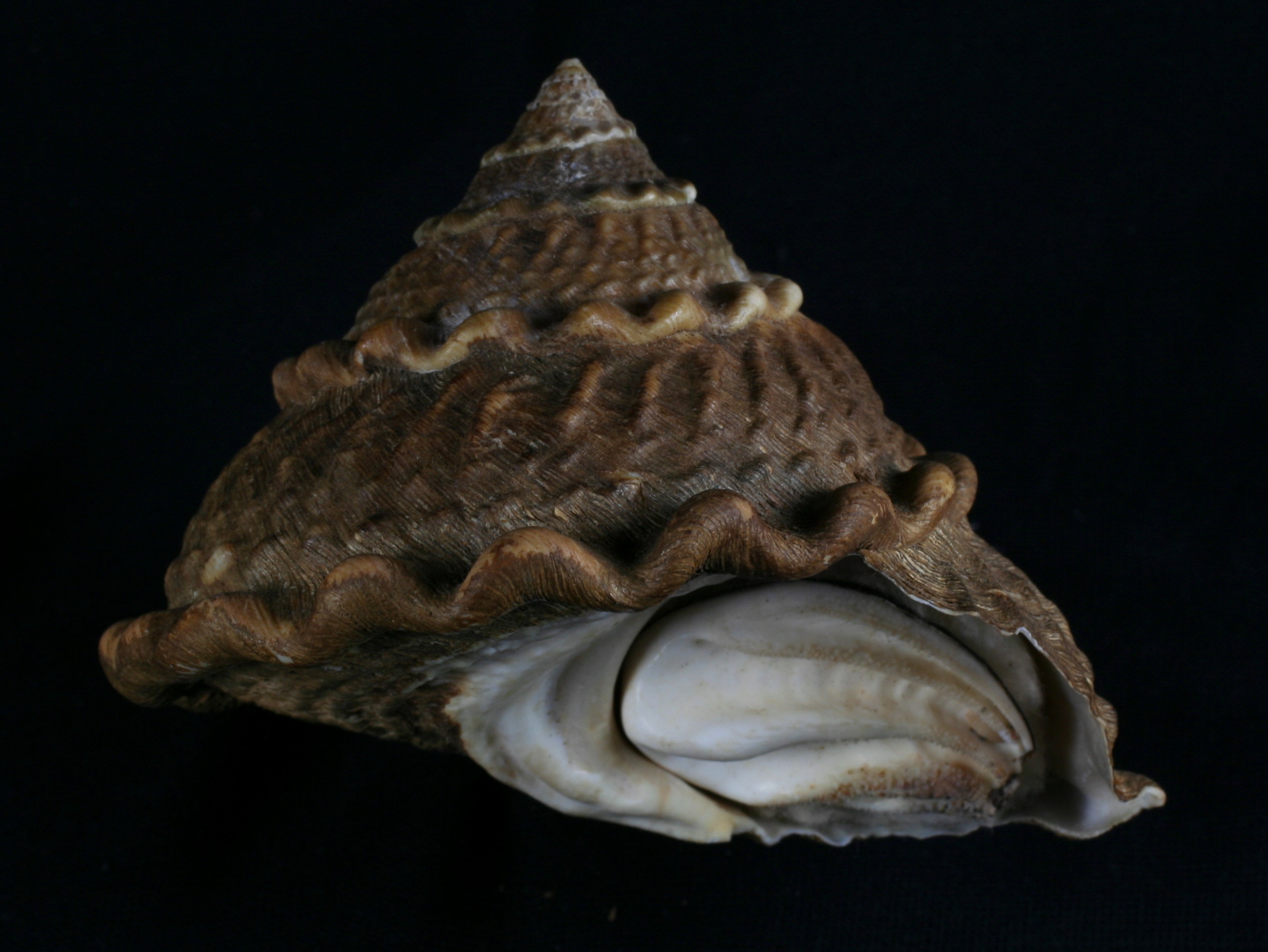 <p>Wavy Turban Snail</p>