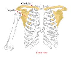 <ul><li><p>shoulder area bones</p></li><li><p>clavical and scapula</p></li></ul><p></p>