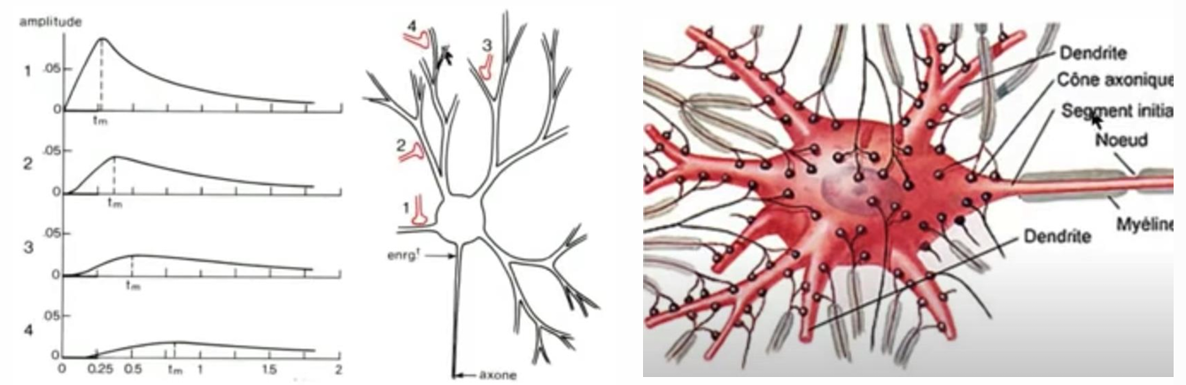 <ul><li><p>Si sommation passe: 70 mV à -40 mV</p></li><li><p>La position de syn rel à zone de gachette influence amplitude du signal (conduction décrementielle des PPSE le long des dendrites)</p></li><li><p>PLUS SYNAPSE EST LOIN DE ZONE DE GACHETTE, plus amplitude de signal sur gachette est réduit </p></li></ul><p>I<em>CI: 4 synapes différents. Si on a la meme stimulation, ON A PAS LE MEME AMPLITUDE SIGNAL SUR ZONE DE GACHETTE. </em></p><p><em>- 1 a le signal le plus haut, 4 le plus loin, le plus faible. Le fait de traverser synapes, perte de potentiel </em></p><p></p><p></p>
