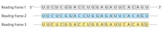 <p>Because codons are read in groups of three with no punctuation, a single mRNA sequence can be read in three different reading frames, each producing a completely different amino acid sequence. The correct reading frame is determined by the start codon, and choosing the wrong frame results in a nonfunctional protein.</p>