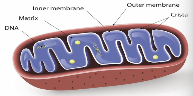 <p>mitochondrion</p>